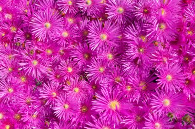 Morumsu çiçek arkaplanı parlak pembe renk. Eflatun çiçek arkaplanının fotoğrafı. Eflatun çiçek arkaplanı. mor çiçek arkaplanı.