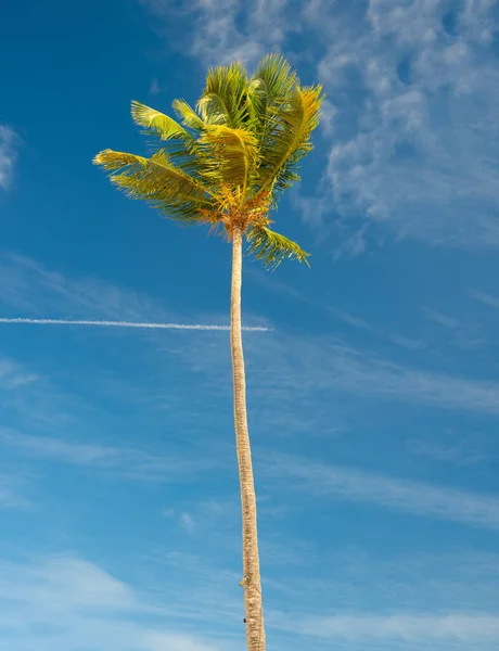 Довга Тропічна Пальма Листям Тропічна Пальма Фоні Неба Тропічна Пальма — стокове фото