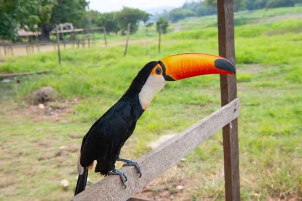 Toekan Vogel Met Oranje Snavel Foto Van Toekan Met Snavel — Stockfoto