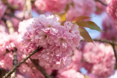 Taze bahar sakura çiçeği. bahar sakura çiçeği. Dalda sakura çiçeği. Sakura çiçeğinin fotoğrafı..