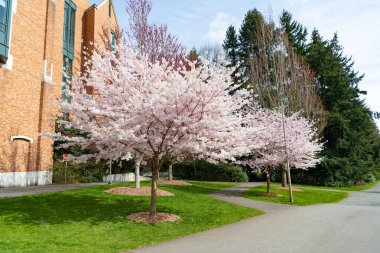 Parkta sakura çiçeği doğası. Baharda kiraz çiçeği açar. Sakura çiçeğinin fotoğrafı. Sakura baharda çiçek açar.