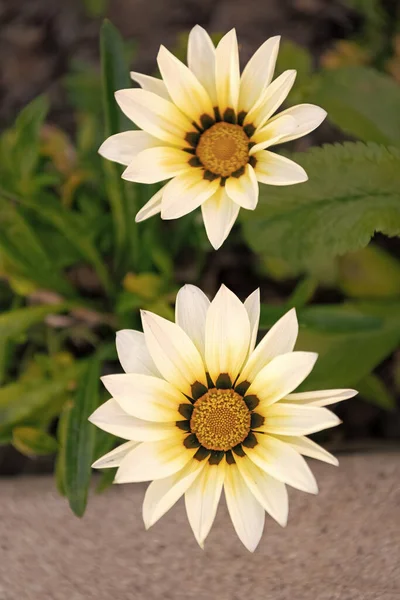 Closeup Daisy Flower Bloom Beauty Nature — ストック写真