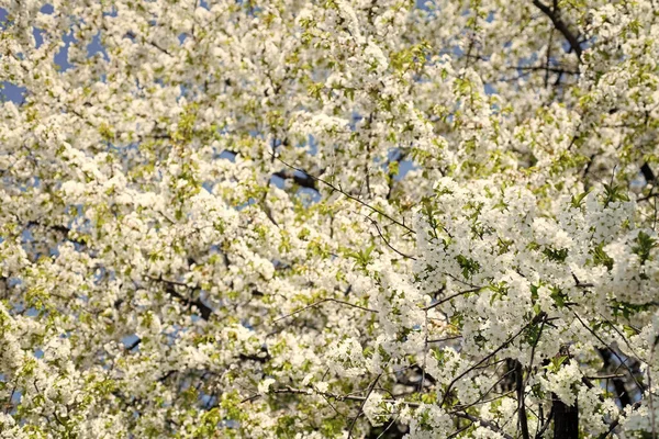 Λευκά Λουλούδια Του Ανθισμένου Δέντρου Sakura Την Άνοιξη Φυσικό Υπόβαθρο — Φωτογραφία Αρχείου