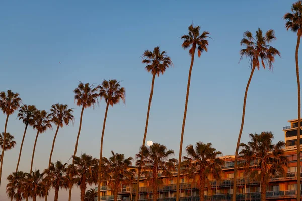 カリフォルニアの夏のヤシ カリフォルニア リゾートの夏のヤシ カリフォルニアの夏のヤシの木 カリフォルニアの夏のヤシの写真です — ストック写真