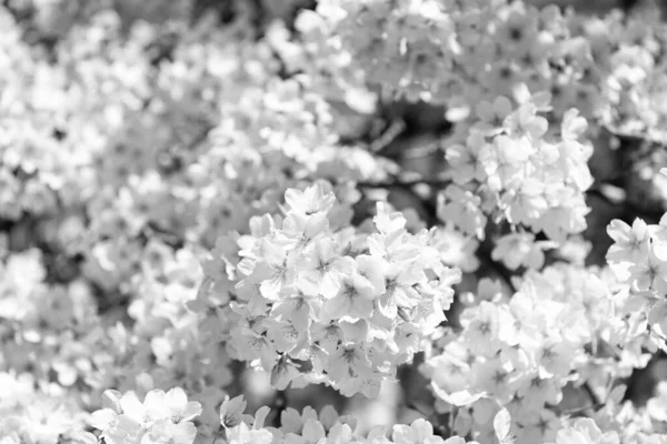 Цветение Сакуры Весенний Сезон Цветочный Фон — стоковое фото