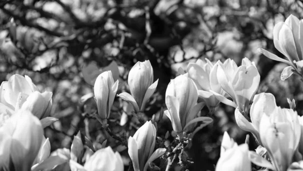 Μακροσκοπική Άποψη Του Όμορφου Λουλουδιού Μανόλια Άνθος Δέντρων Την Άνοιξη — Φωτογραφία Αρχείου