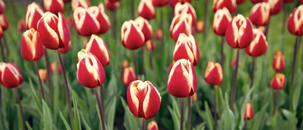 Rode Tulp Bloem Closeup Met Kleurrijke Natuurlijke Schoonheid Achtergrond — Stockfoto