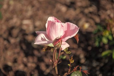 closeup of pink rose flower blooming in summer.