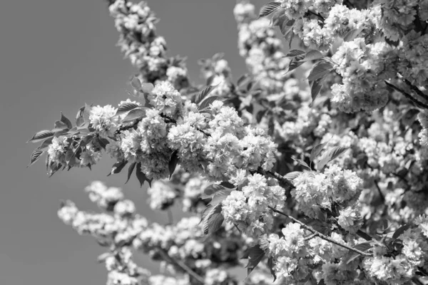 Весняний Сезон Рожева Квітка Сакура Квітучій Весняній Ялинці — стокове фото