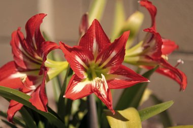 Kırmızı yapraklı Amaryllis çiçekleri açık havada çiçek açıyor, çiçek açıyor..