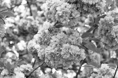 kiraz çiçeği ağacı. Çiçek açan bahar ağacında pembe sakura çiçeği.