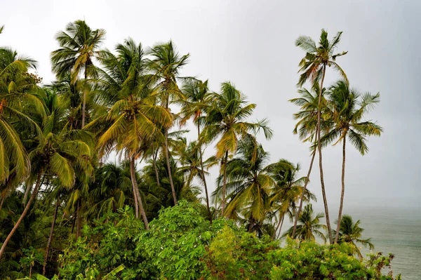 热带夏季棕榈树的图像 热带夏季棕榈树 热带夏季棕榈树 野生的热带热带夏季棕榈 — 图库照片