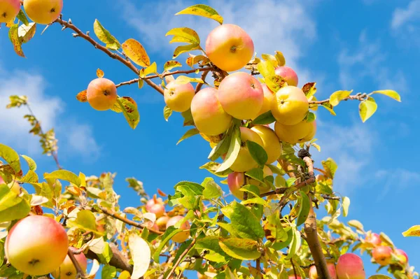 Εικόνα Της Συγκομιδής Οπωρώνων Μήλων Συγκομιδή Οπωρώνων Μήλων Συγκομιδή Οπωρώνων — Φωτογραφία Αρχείου