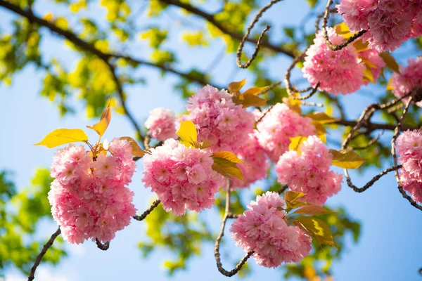 Foto Säsongens Sakura Blomma Vårens Sakura Blomma Vårens Sakura Blomma — Stockfoto