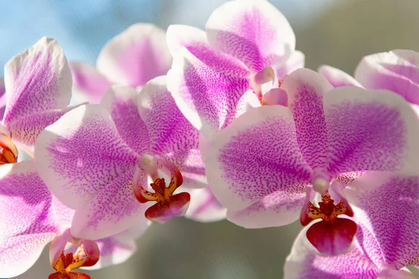 dalda açan orkide çiçeği. Çiçek açan orkide resmi. orkide çiçeği. orkide çiçeği pembe renk.