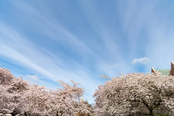 Sakura Tree Full Blossom Blue Sky Background Copy Space — Stockfoto