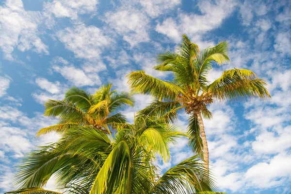 Tropická Dlaň Létě Tropická Dlaň Letní Přírodě Tropické Palmy Letních — Stock fotografie