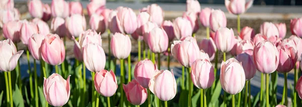 Розовый Цветок Тюльпана Летом Фото Цветка Тюльпана Цветок Тюльпана Весной — стоковое фото
