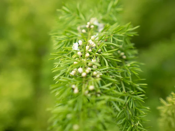 Τροπικό Φυτό Πράσινο Τροπικό Φυτό Εξωτερική Τροπικό Φυτό Επιλεκτική Εστίαση — Φωτογραφία Αρχείου
