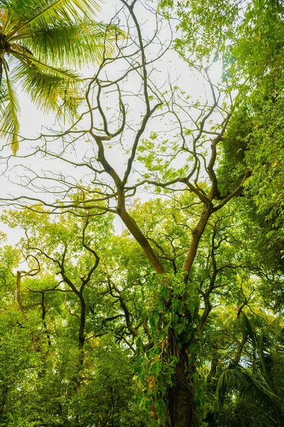 Καταπράσινο Δάσος Της Τροπικής Φύσης Ζούγκλα Φωτογραφία Του Τροπικού Τοπίου — Φωτογραφία Αρχείου