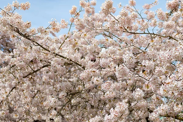 春には桜の花が咲く自然背景 — ストック写真