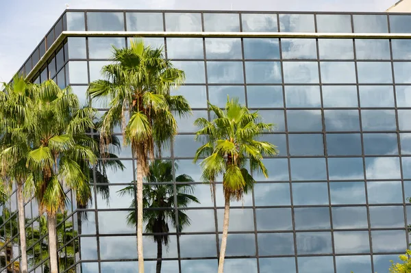 stock image facade building architecture with palm trees. exterior building architecture. photo of glassy building architecture. glassy building architecture.