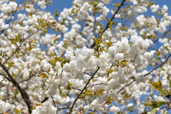 Sakura Λουλούδι Δέντρο Ανθίζοντας Φόντο Της Φύσης Καλοκαίρι — Φωτογραφία Αρχείου