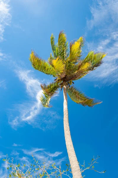 Вертикальна Фотографія Літньої Пальми Літня Пальма Зелена Літня Пальма Літня — стокове фото