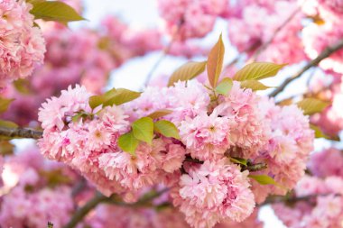 Pembe bahar sakura çiçeği. Dalda sakura çiçeği. Sakura çiçeğinin çiçek açtığı fotoğraf. bahar sakura çiçeği.