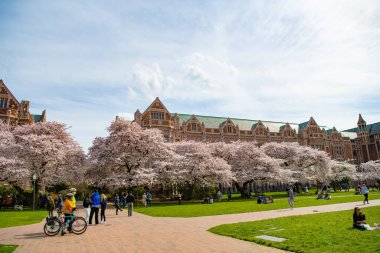 Seattle, Washington ABD - 02 Nisan 2021: Parkında ağaçlar açan Washington Üniversitesi Kampüsü.