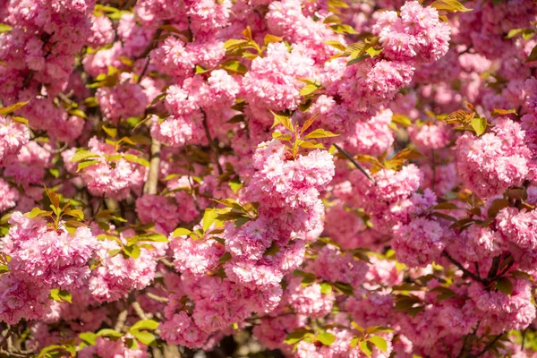 Foto Körsbär Våren Sakura Blomma Vår Sakura Blomma Vårens Sakura — Stockfoto