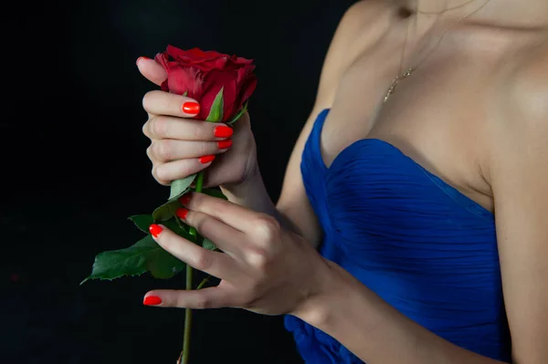 浪漫的红玫瑰在女性手中绽放 情人节的浪漫玫瑰花 浪漫玫瑰花的照片 浪漫的玫瑰花 — 图库照片