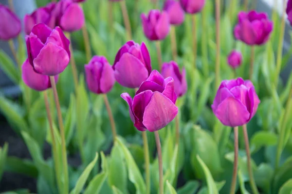 Фото Красивих Тюльпанів Природної Квітки Квітка Тюльпанів Весняній Природі Квітка — стокове фото