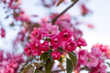 İlkbahar Sakura çiçeğinin seçici odak fotoğrafı. Bahar zamanı sakura çiçeği. Bahar mevsimi sakura çiçeği. Bahar geldi Sakura dalda çiçek açıyor..