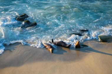 Kaliforniya deniz aslanı plaj doğasında vahşi bir hayvan. Deniz aslanı vahşi hayvan çiftliğinin fotoğrafı. Deniz aslanı vahşi bir hayvan. Okyanusta vahşi bir deniz aslanı..