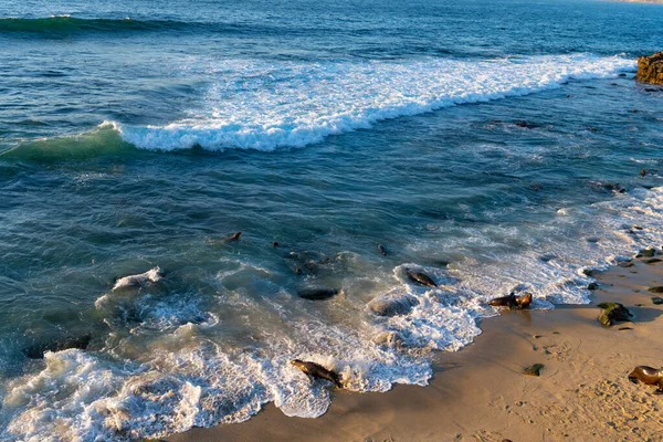 Zeeleeuw Wild Dier Bij Oceaanwater Californië Zeeleeuw Wild Dier Natuur — Stockfoto