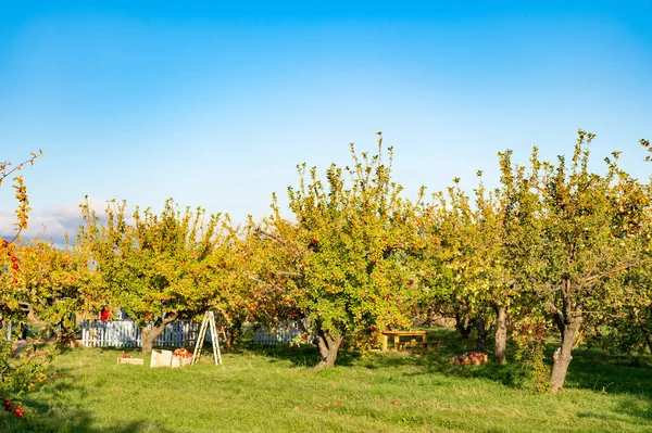 Sadownictwo Owoców Jabłoni Sadzie Drzewami Sadownictwo Owoców Jabłoni Świeżym Powietrzu — Zdjęcie stockowe
