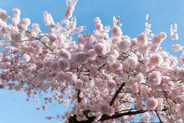 Selektive Fokusaufnahme Des Sakura Blütenbaums Sakura Blühen Frühling Die Natur — Stockfoto