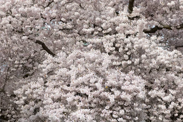 春天樱桃树枝条上的季节 春秋时节的草原气候照片 盛开的樱花季节 春萨库拉季节 — 图库照片