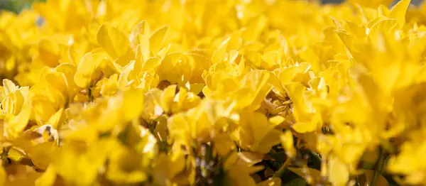 Sarı Doğa Bitkisi Seçici Odaklanma Sarı Doğa Bitkisi Dışarıda Sarı — Stok fotoğraf