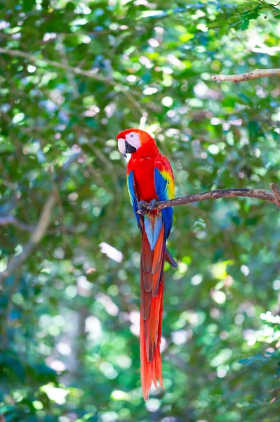 外面的红玛瑙鹦鹉 图上是动物园里的金刚鹦鹉 Ara Macaw鹦鹉鸟 Ara Macaw Parrot Outdor — 图库照片
