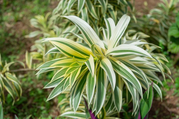 有叶子的德拉卡纳植物 在自然界中的德拉卡纳植物 德拉卡纳在户外种植 德拉卡纳植物的照片 — 图库照片