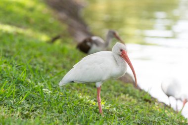 Ibis kuşu. Vahşi hayatta Ibis kuşu. Ibis kuşu doğada. Dışarıdaki Ibis kuşunun fotoğrafı..