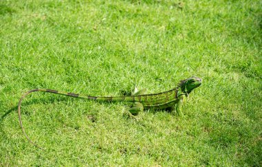 Yeşil iguana kertenkelesi. İguana kertenkele sürüngeninin fotoğrafı. Dışarıdaki iguana kertenkelesi. İguana kertenkelesi dışarıda..