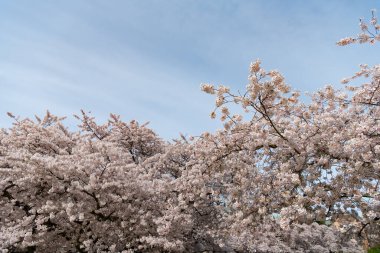 Arka planda bahar mevsiminde sakura çiçeği açar. Sakura çiçeğinin fotoğrafı. Baharda sakura çiçeği. Sakura çiçeği doğası.