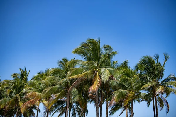 Тропічна Літня Пальма Тропічна Літня Пальма Небі Тропічна Літня Пальма — стокове фото