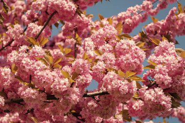Çiçek açan bahar ağacında pembe sakura çiçeği. Japon kirazı..