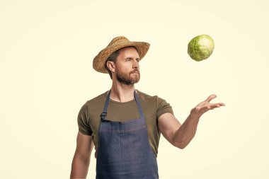 farmer in apron and hat with cabbage vegetable isolated on white.
