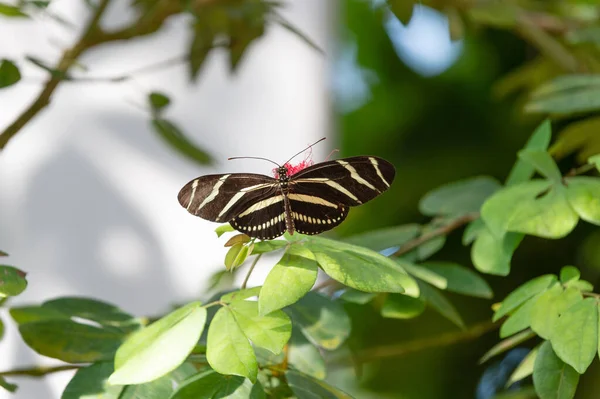 Kanatlı Güzel Bir Kelebeğin Fotoğrafı Doğadaki Kelebek Kelebek Böceği Yakın — Stok fotoğraf