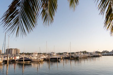 Palmiye yapraklı bir yat. Limanda yat var. Seyahat için lüks bir yat. Miami 'deki yat teknesinin fotoğrafı..